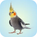 cockatiel sounds android application logo